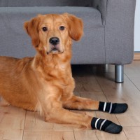 Шкарпетки для собак TRIXIE, L. 2 шт